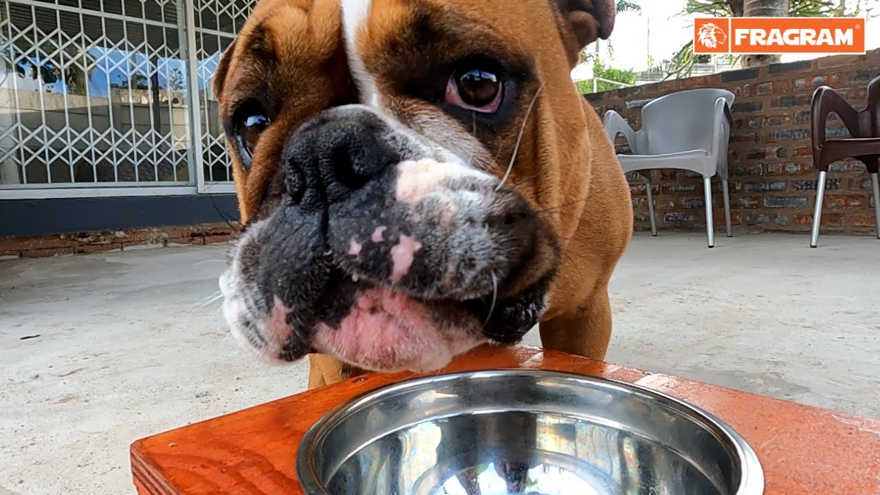 How to make a DIY Pet Bowl Holder